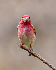 Purple Finch Photo and Image.
