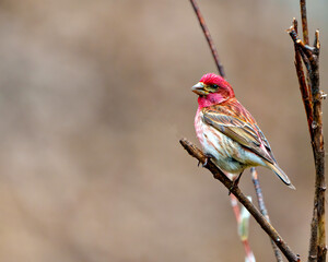 Purple Finch Photo and Image.  Male close-up side view, perched on a branch  with a brown background in its environment. Purple Finch Picture.