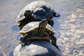 Turtles bask in the pond.