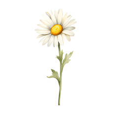 watercolor daisy , png, transparent, no background, isolated