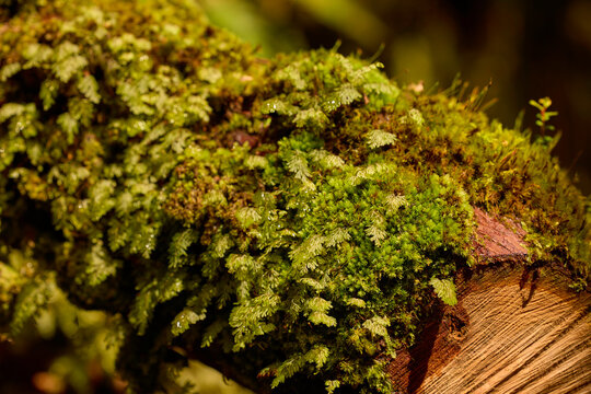 Moos im Wald - intakte Natur