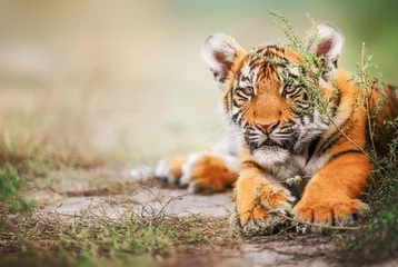 Schilderijen op glas Cute tiger baby portrait outdoor on straw © The Len