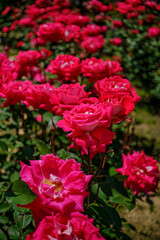 初夏の陽射しを浴びた鮮かな薔薇の花