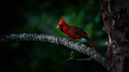 cardinal