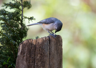 songbird eating nut