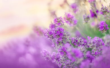 Selective focus on purple lavender flowers on nature background.