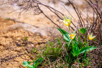 Spring flowers under the rays of sunlight. Snowdrops close-up. Beautiful landscape of nature. Hi spring. Beautiful flowers on a green meadow.