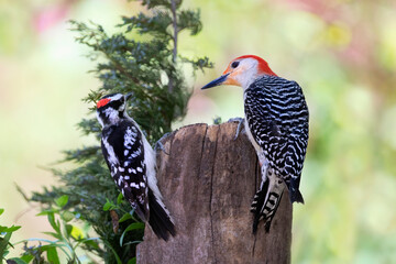two woodpeckers feeding