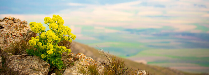 Beautiful landscape with mountain plants. Wildlife background. Flowers and plants in the mountains.
