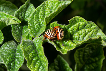 Colorado potato beetle eats green potato leaves closeup. Leptinotarsa decemlineata. Adult colorado beetle, pest invasion, parasite destroy potato plants, farm damage. Protecting plants concept