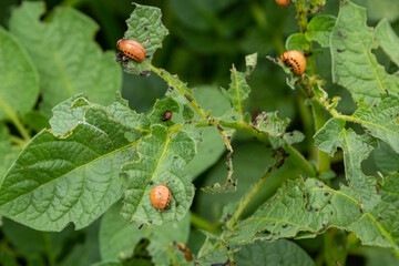 Colorado potato beetle - Leptinotarsa decemlineata on potato bushes. Pest of plants and agriculture. Treatment with pesticides. Insects are pests that damage plants