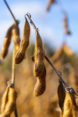 Soybean fields. Ripe golden-yellow soybean pods at sunset. Soybean field in the golden glow. Blurred background, shallow depth of field The concept of a good harvest. Macro