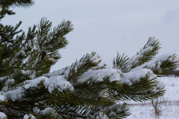 Snow-covered pine trees branches covered with snow frost. Perfect wintry wallpapers magical nature photography