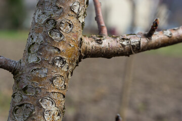 Naklejka premium Damage to a branch of a fruit tree. Spring work in the garden. Caring for fruit trees in the spring