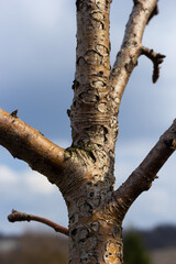 Damage to a branch of a fruit tree. Spring work in the garden. Caring for fruit trees in the spring