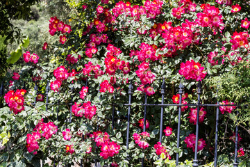 Flowers in garden. Flowers in spring.