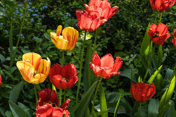 Multicolor fringed tulips with ragged edges i