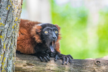 this lemur can be a mem 