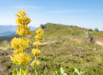 Gentian in the meadow