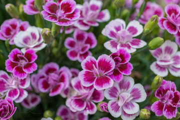 Directly above shot of violet flower bed