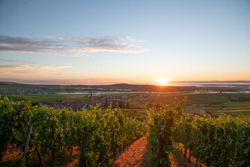 Obraz premium sunset over the wineyard