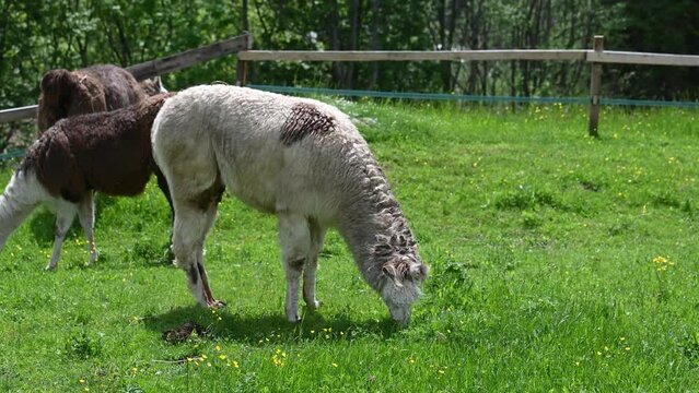 alpaca