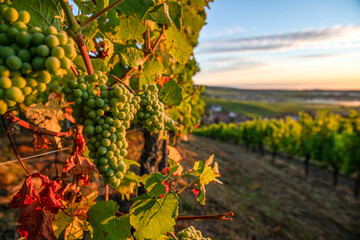 grappe and vineyard in autumn