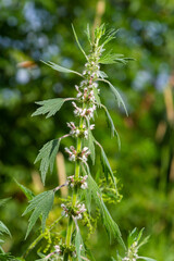 Leonurus cardiaca, known as motherwort. Other common names include throw-wort, lion's ear, and lion's tail. Medicinal plant. Grows in nature