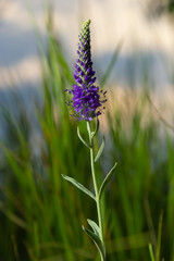 Flowers Veronica spiky is a perennial herbaceous plant, a species of the genus Veronica, the Plantain family