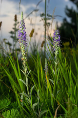 Spiked speedwell Blue Dwarf - Latin name - Veronica spicata Ulster Blue Dwarf