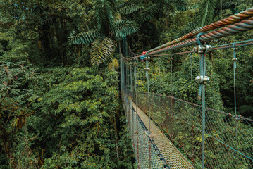 Hanging Bridges in cloud forest Monteverde - Costa Rica. Suspension bridge in tropical rain forest