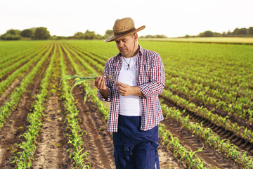 Fototapeta premium One senior farmer standing in the corn field.