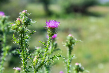 Blessed milk thistle pink flowers, close up. Silybum marianum herbal remedy plant. Saint Mary's Thistle pink blossoms. Marian Scotch thistle pink bloom. Mary Thistle, Cardus marianus flowers