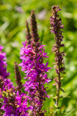 Lythrum salicaria - purple loosestrife, spiked loosestrife, purple lythrum