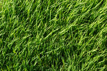 texture green grass on the lawn. Beautiful green background in high quality
