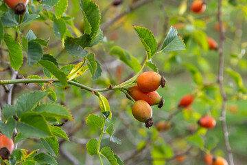 Rosa canina is a perennial plant of the rose family, a tall bush with arcuately hanging branches covered with strong hooked spines. Vitamin, medicinal, food, honey, ethereal, tannin-bearing, dyeing, 