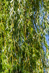 Weeping willow tree foliage background. Weeping willow branches with green leaves. Close up view of green foliage of crying willow tree