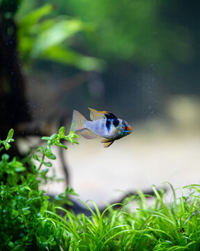 Schmetterlingsbuntbarsch (Mikrogeophagus ramirezi)