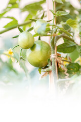 seedling bush of tomatoes in bloom, flowering of tomatoes