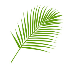 palm branch green