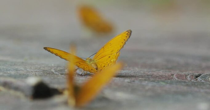 Butterflies during the rainy season swarm on the sun-drenched soil in the deep forests of northern Thailand.