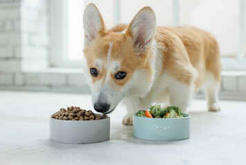 Dog food. Food for animals. Beautiful corgi eats food. - 608206198