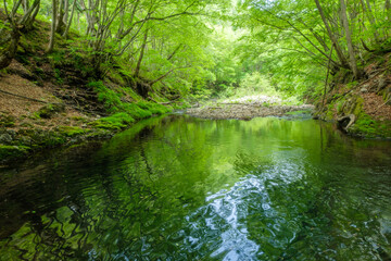 Fototapeta na wymiar 美しい新緑と川
