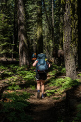 Obraz premium Woman Carries Full Backpack Through Pine Forest in Yosemite