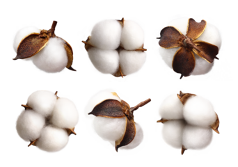 Set of delicate white cotton flowers isolated on transparent background, PNG