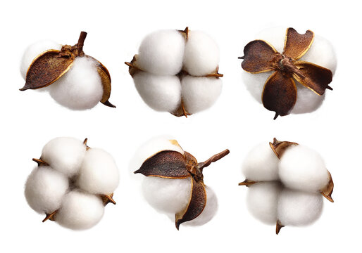 Set of delicate white cotton flowers isolated on transparent background, PNG
