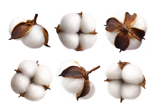 Set of delicate white cotton flowers isolated on transparent background, PNG