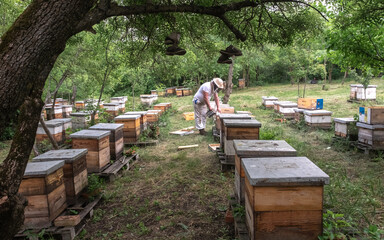 Picturesque forest apiary. Bee points in the forest. Ukraine, Odessa region spring 2023