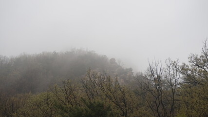 Rain in the mountains. Rainy day in the forest. wilderness landscape forest with pine trees and moss on rocks