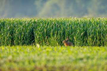 a wild field hare in the wildlife
